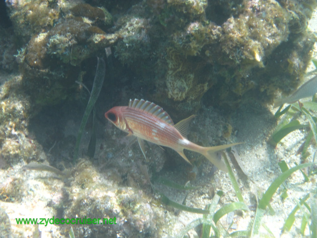 161: Carnival Conquest, Nov 17, 2011, Roatan, Victor Bodden Tour, Snorkeling, 