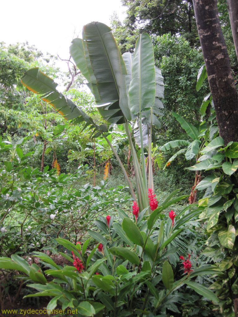 027: Carnival Conquest, Roatan, Walking to Mahogany Beach,