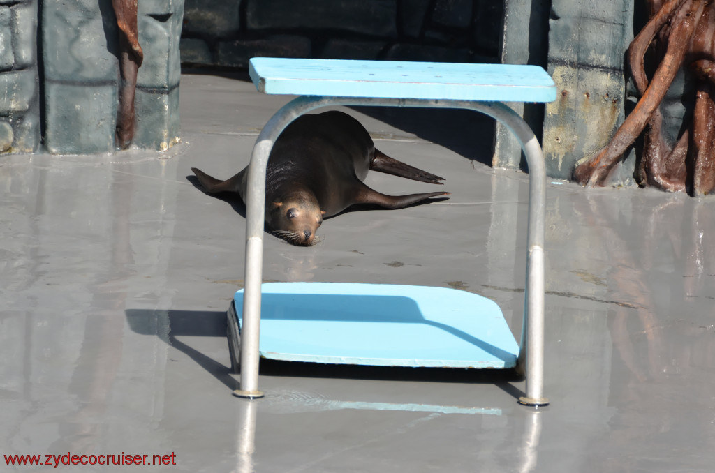 096: Carnival Conquest, Cozumel, Chankanaab,  (free) Sea Lion Show, 