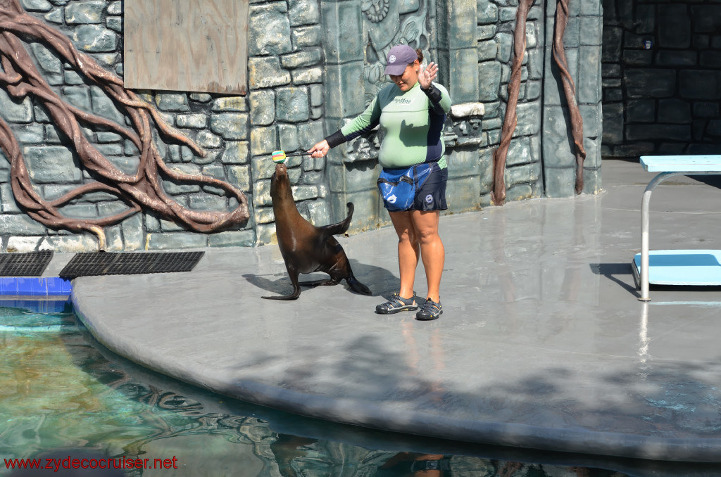 109: Carnival Conquest, Cozumel, Chankanaab,  (free) Sea Lion Show, 