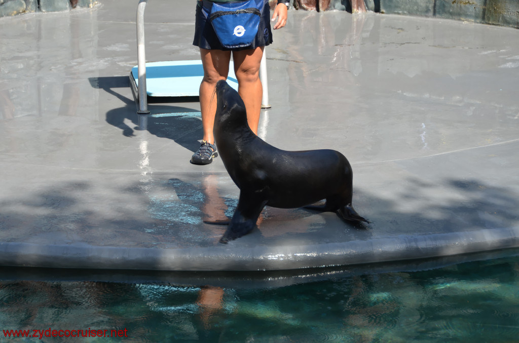 126: Carnival Conquest, Cozumel, Chankanaab,  (free) Sea Lion Show, 