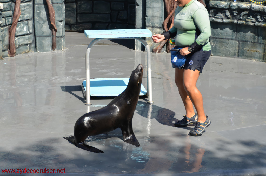 133: Carnival Conquest, Cozumel, Chankanaab,  (free) Sea Lion Show, 