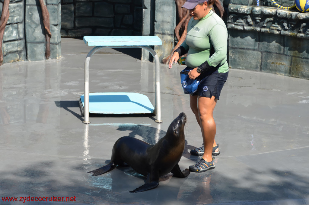 142: Carnival Conquest, Cozumel, Chankanaab,  (free) Sea Lion Show, 