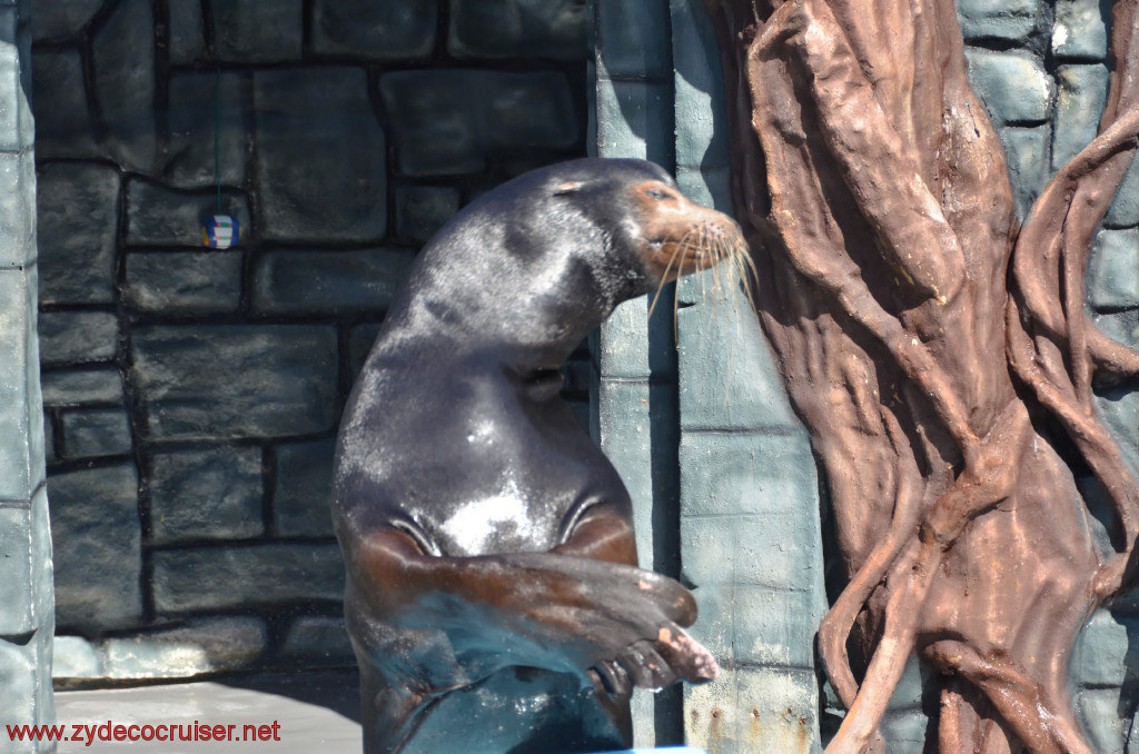 220: Carnival Conquest, Cozumel, Chankanaab,  (free) Sea Lion Show, 