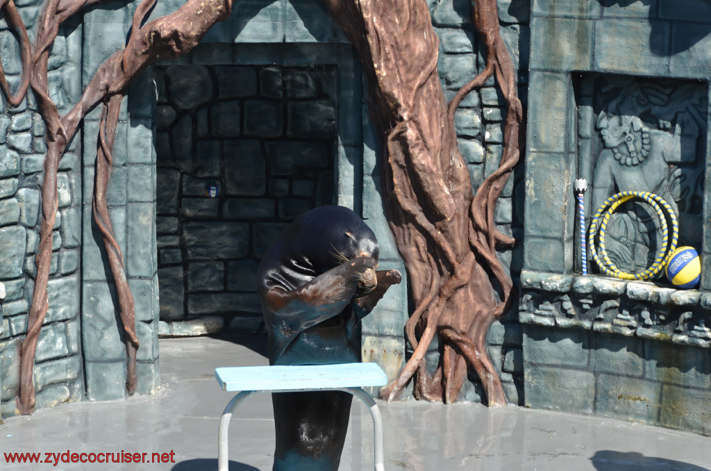 227: Carnival Conquest, Cozumel, Chankanaab,  (free) Sea Lion Show, 