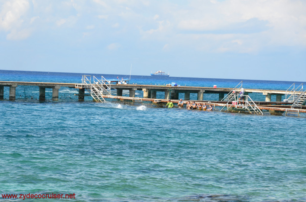 290: Carnival Conquest, Cozumel, Chankanaab, Dolphins, 