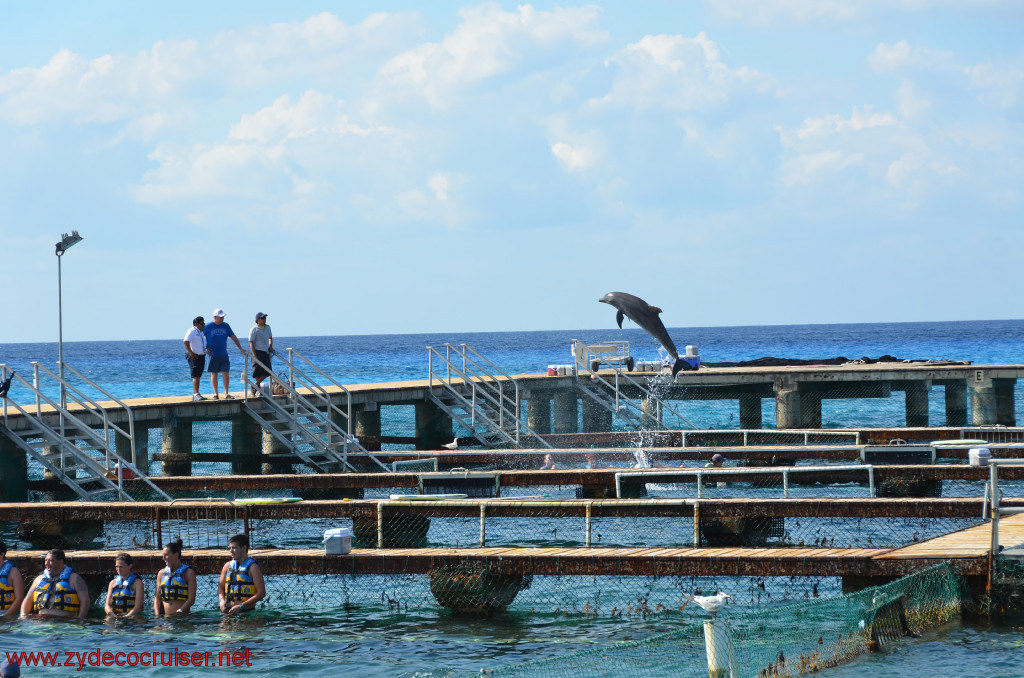 302: Carnival Conquest, Cozumel, Chankanaab, Dolphins, 