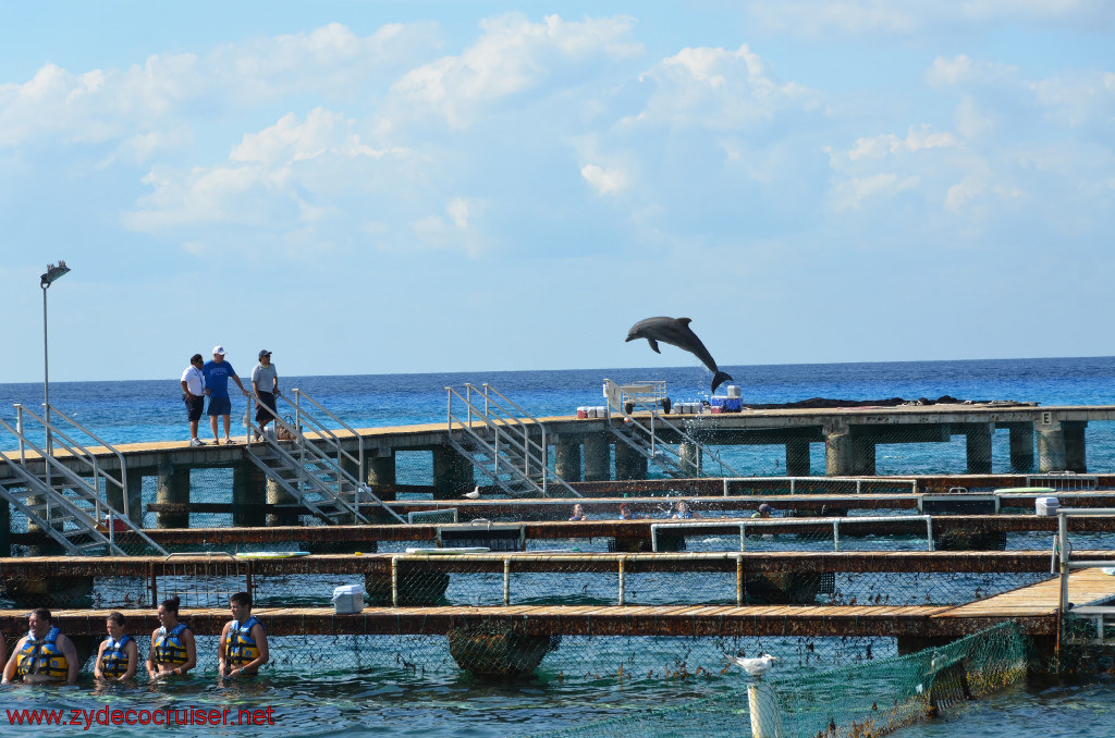 303: Carnival Conquest, Cozumel, Chankanaab, Dolphins, 
