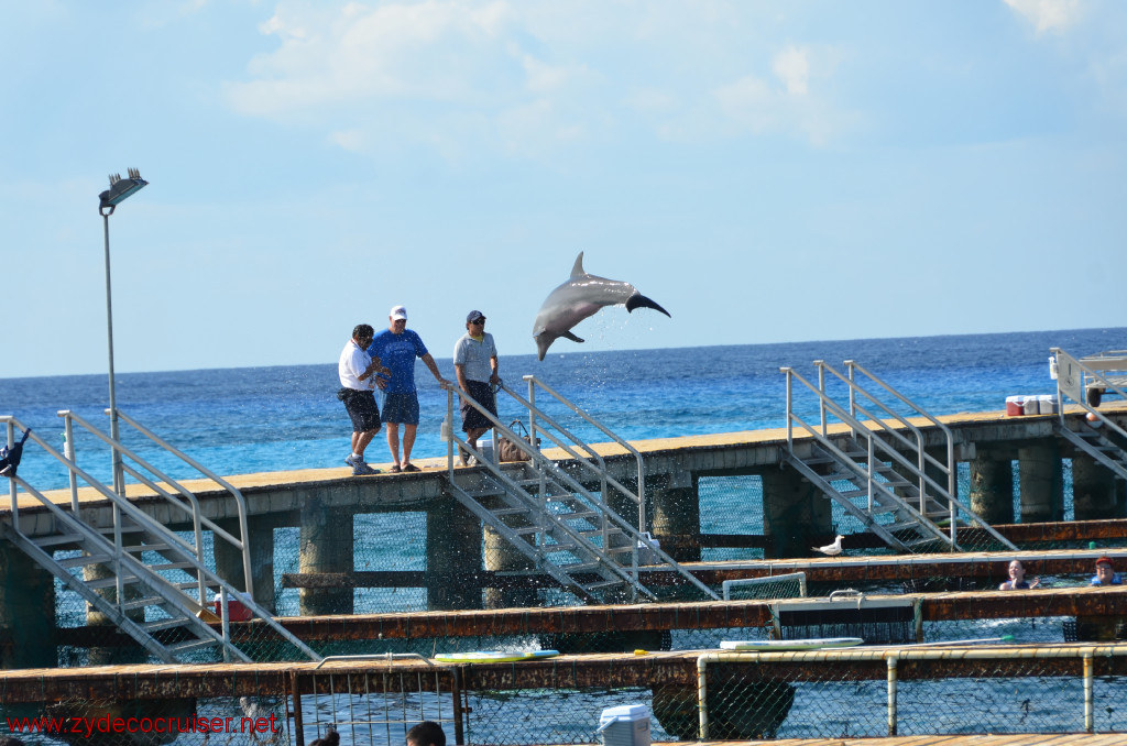 312: Carnival Conquest, Cozumel, Chankanaab, Dolphins, 