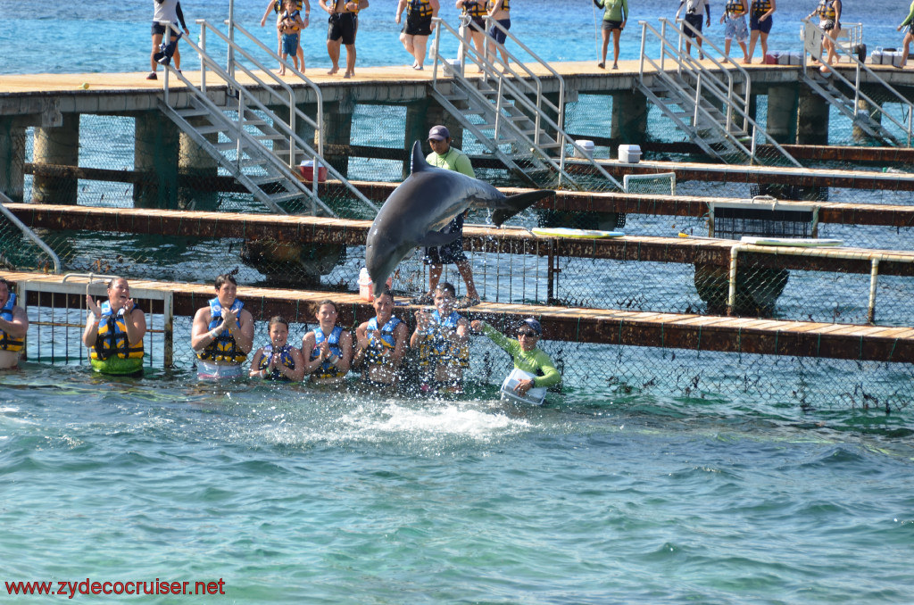 335: Carnival Conquest, Cozumel, Chankanaab, Dolphins, 