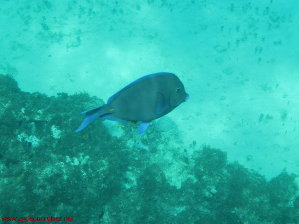 349: Carnival Conquest, Cozumel, Chankanaab, Snorkeling, 