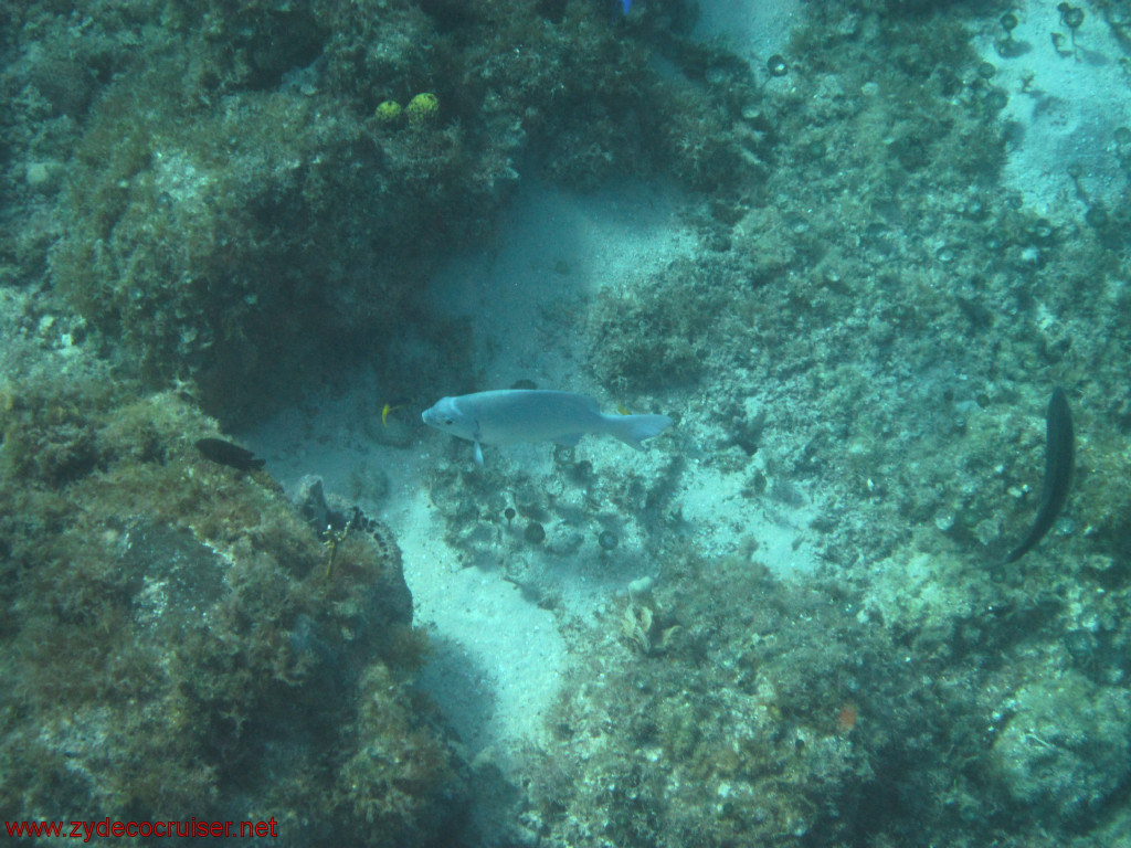 365: Carnival Conquest, Cozumel, Chankanaab, Snorkeling, 