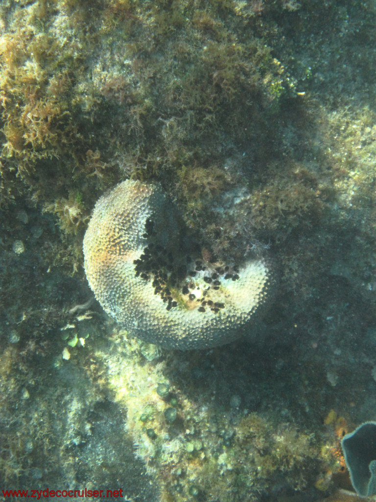 367: Carnival Conquest, Cozumel, Chankanaab, Snorkeling, 