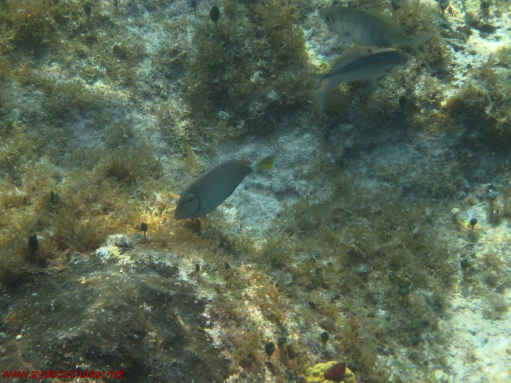 375: Carnival Conquest, Cozumel, Chankanaab, Snorkeling, 