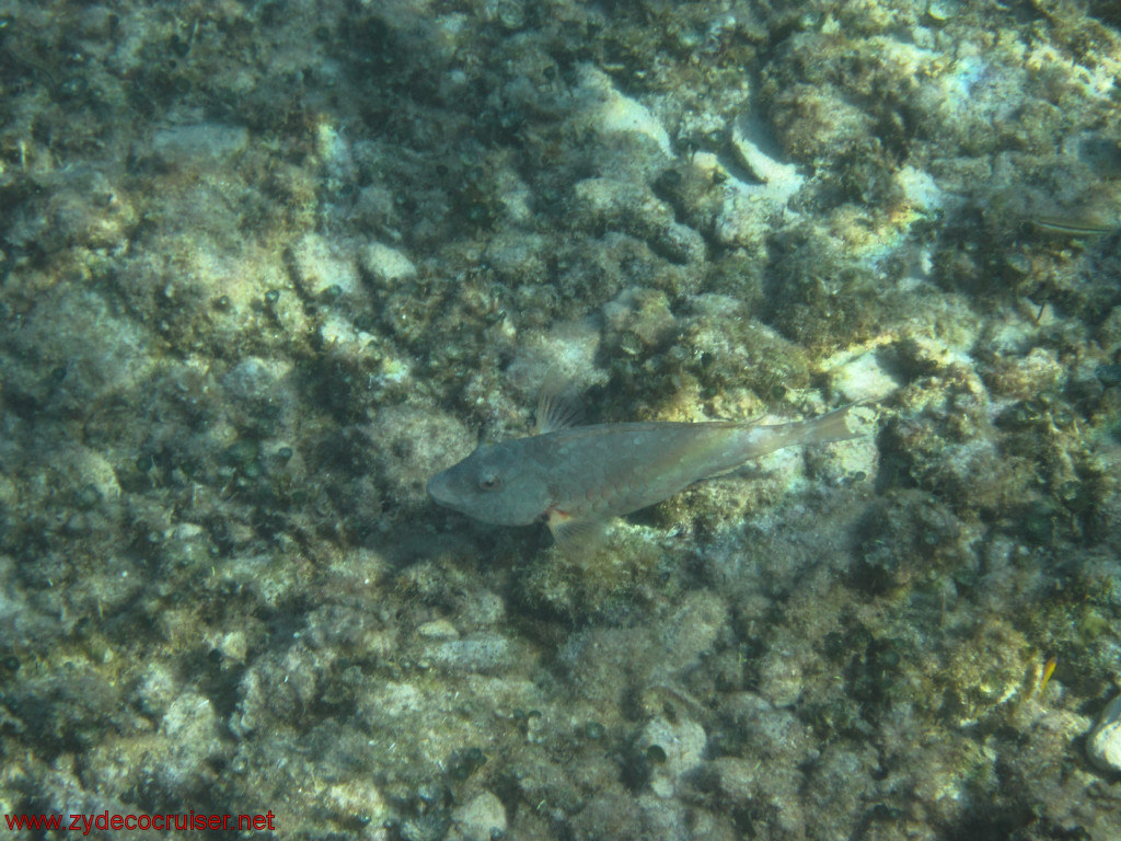 380: Carnival Conquest, Cozumel, Chankanaab, Snorkeling, 