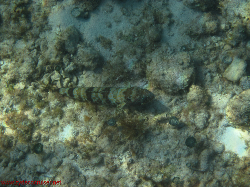 397: Carnival Conquest, Cozumel, Chankanaab, Snorkeling, 