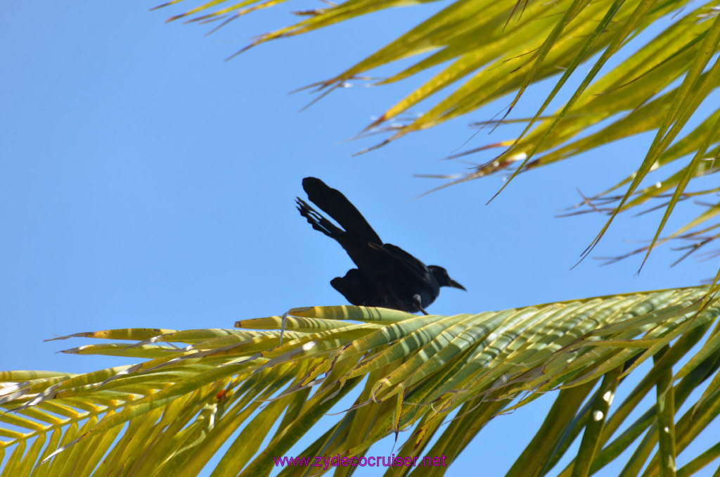 049: Carnival Conquest Cruise, Belize, Sergeant's Cay Snorkel