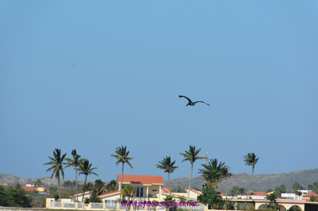 212: Carnival Dream Reposition Cruise, Aruba, Jolly Pirates, Afternoon Aruba Snorkeling, 