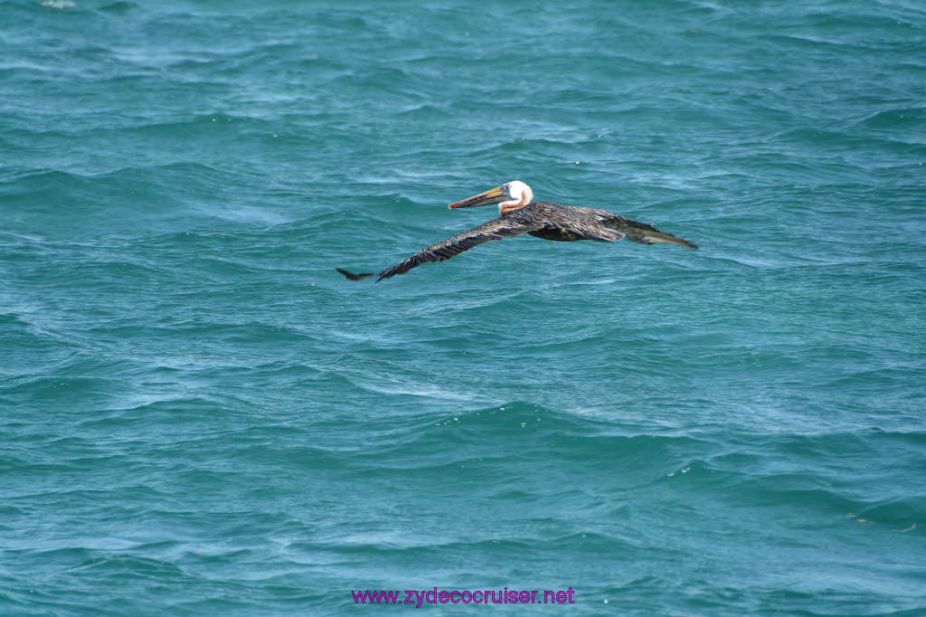 221: Carnival Dream Reposition Cruise, Aruba, Jolly Pirates, Afternoon Aruba Snorkeling, Pelican, 