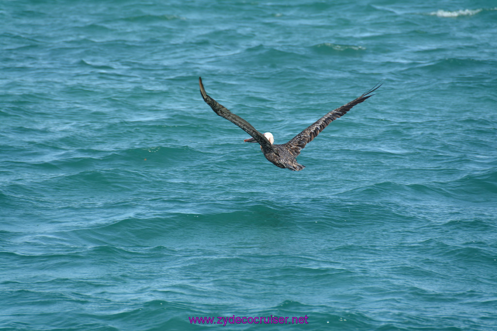 225: Carnival Dream Reposition Cruise, Aruba, Jolly Pirates, Afternoon Aruba Snorkeling, Pelican, 