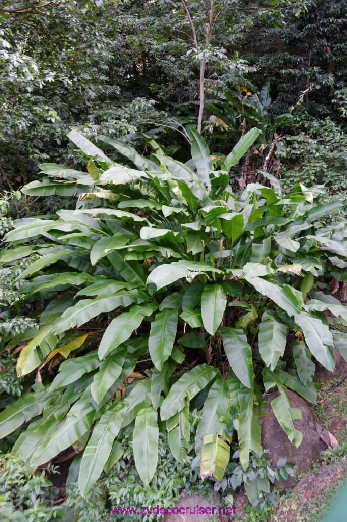 068: Carnival Freedom Reposition Cruise, St Lucia, Rain Forest Aerial Tram Adventure, 