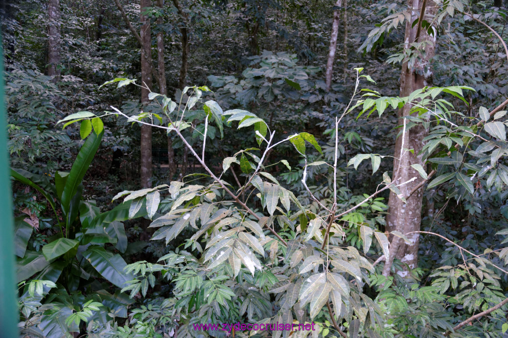 071: Carnival Freedom Reposition Cruise, St Lucia, Rain Forest Aerial Tram Adventure, 