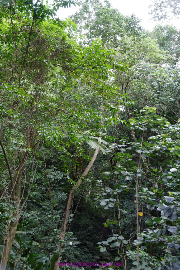 092: Carnival Freedom Reposition Cruise, St Lucia, Rain Forest Aerial Tram Adventure, 