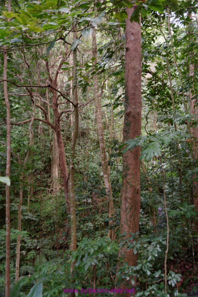 094: Carnival Freedom Reposition Cruise, St Lucia, Rain Forest Aerial Tram Adventure, 