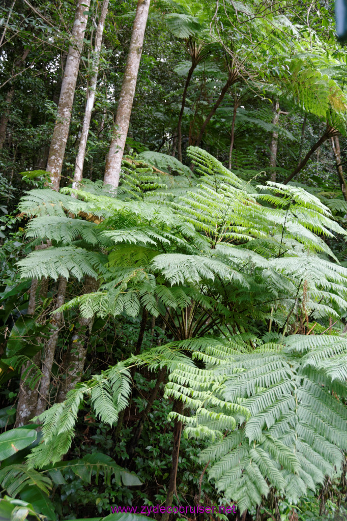 102: Carnival Freedom Reposition Cruise, St Lucia, Rain Forest Aerial Tram Adventure, 