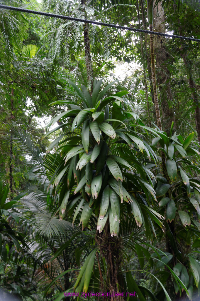 129: Carnival Freedom Reposition Cruise, St Lucia, Rain Forest Aerial Tram Adventure, 