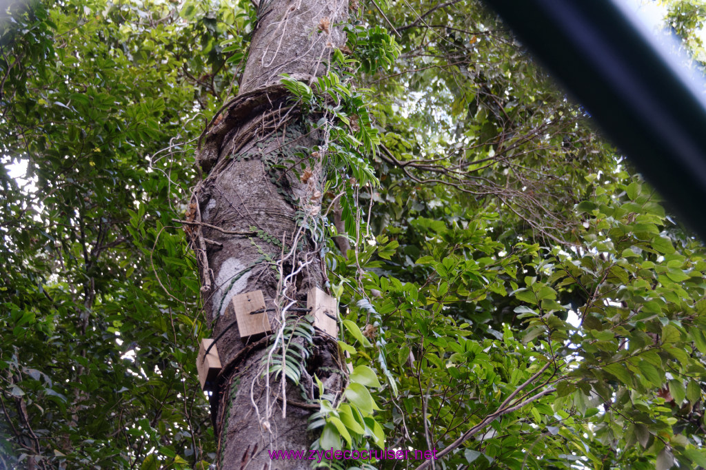187: Carnival Freedom Reposition Cruise, St Lucia, Rain Forest Aerial Tram Adventure, 