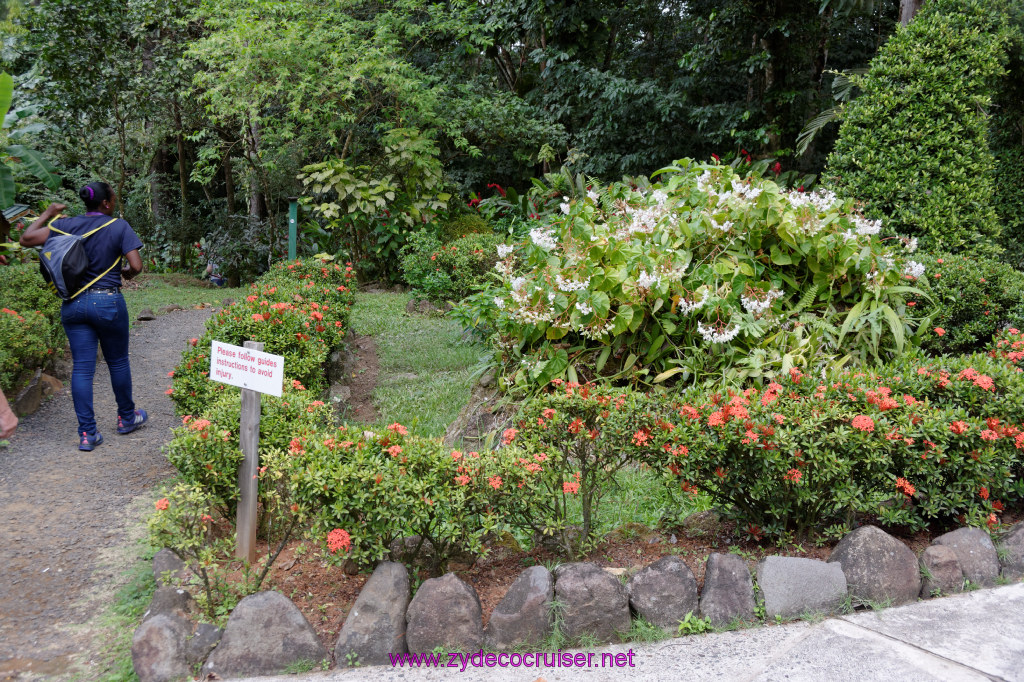 207: Carnival Freedom Reposition Cruise, St Lucia, Rain Forest Aerial Tram Adventure, 