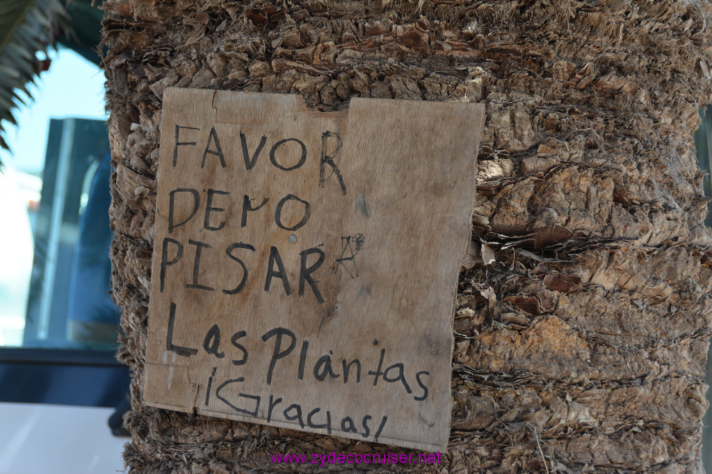 143: Carnival Imagination, Ensenada, La Bufadora Tour, Please do not step on the plants