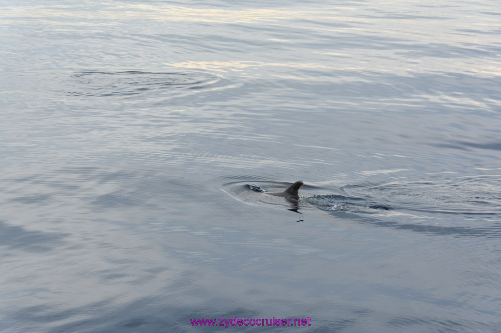084: Carnival Inspiration, Catalina Island, Coastal Wild Dolphin Adventure, 