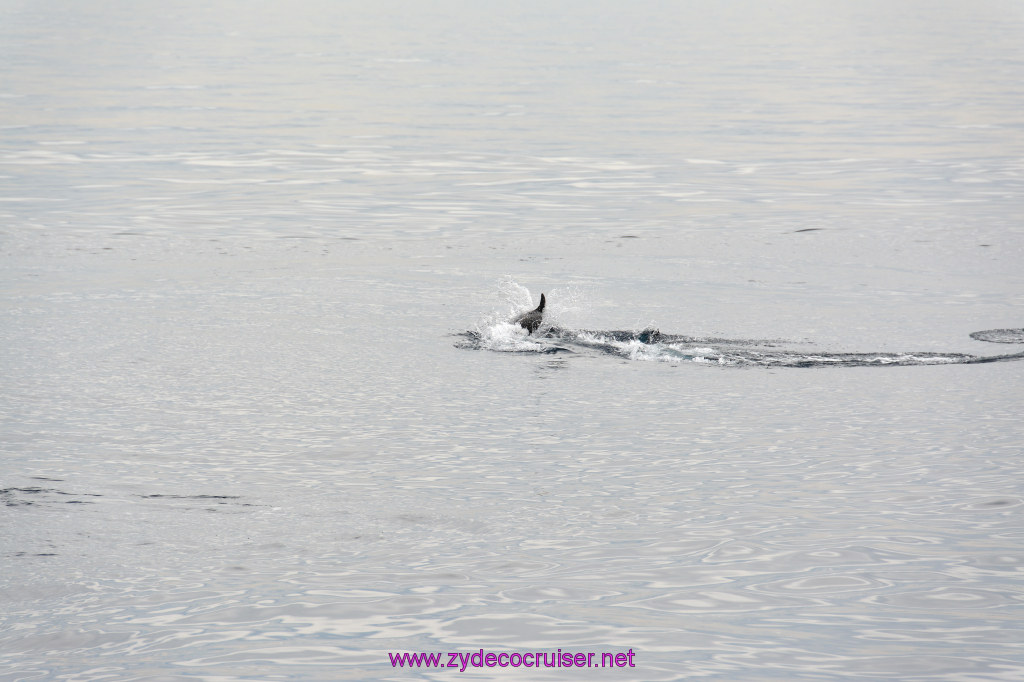 093: Carnival Inspiration, Catalina Island, Coastal Wild Dolphin Adventure, 