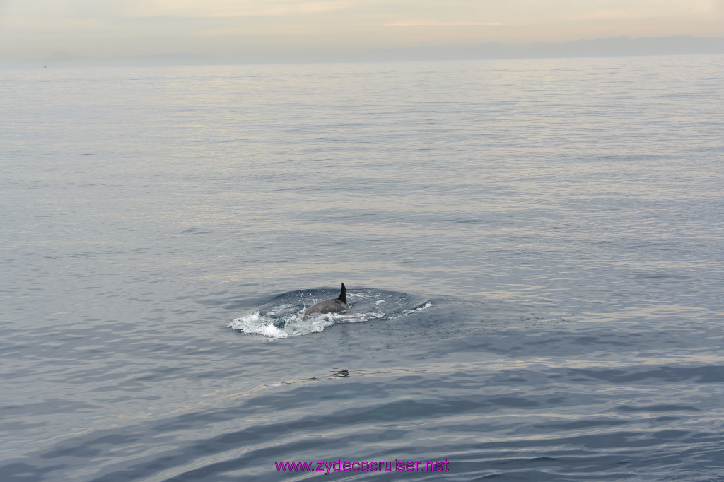 138: Carnival Inspiration, Catalina Island, Coastal Wild Dolphin Adventure, 