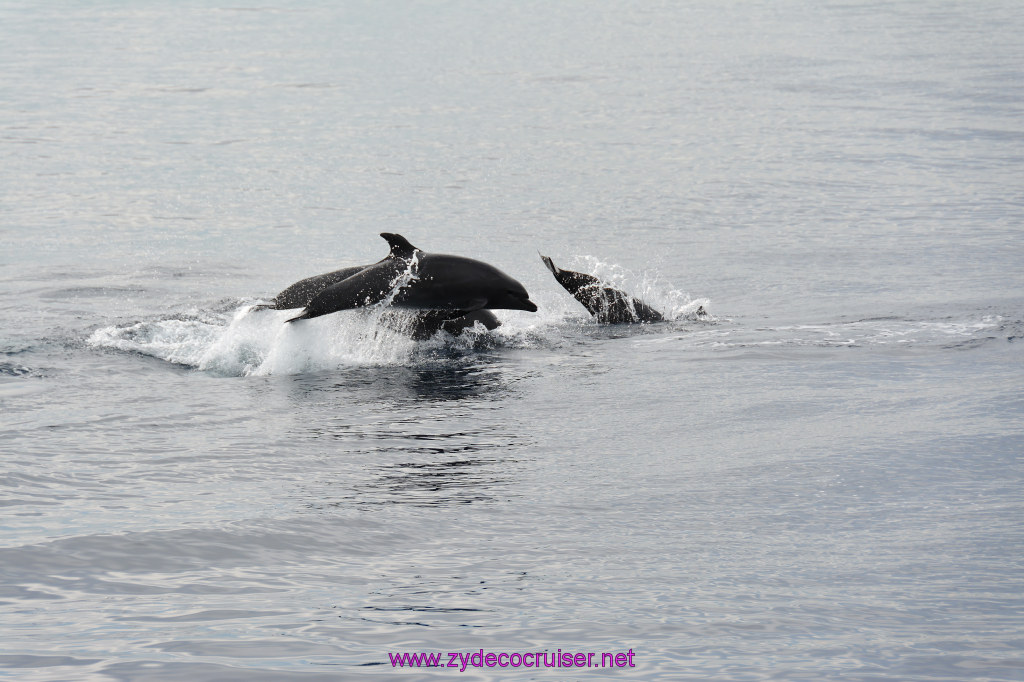 146: Carnival Inspiration, Catalina Island, Coastal Wild Dolphin Adventure, 