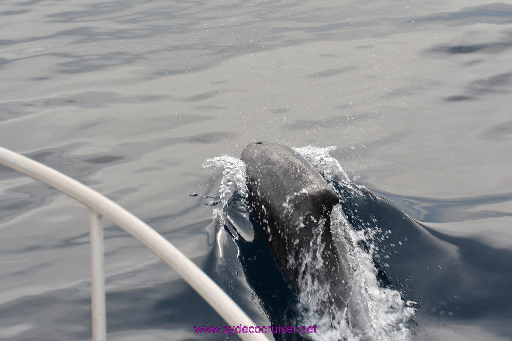 162: Carnival Inspiration, Catalina Island, Coastal Wild Dolphin Adventure, 