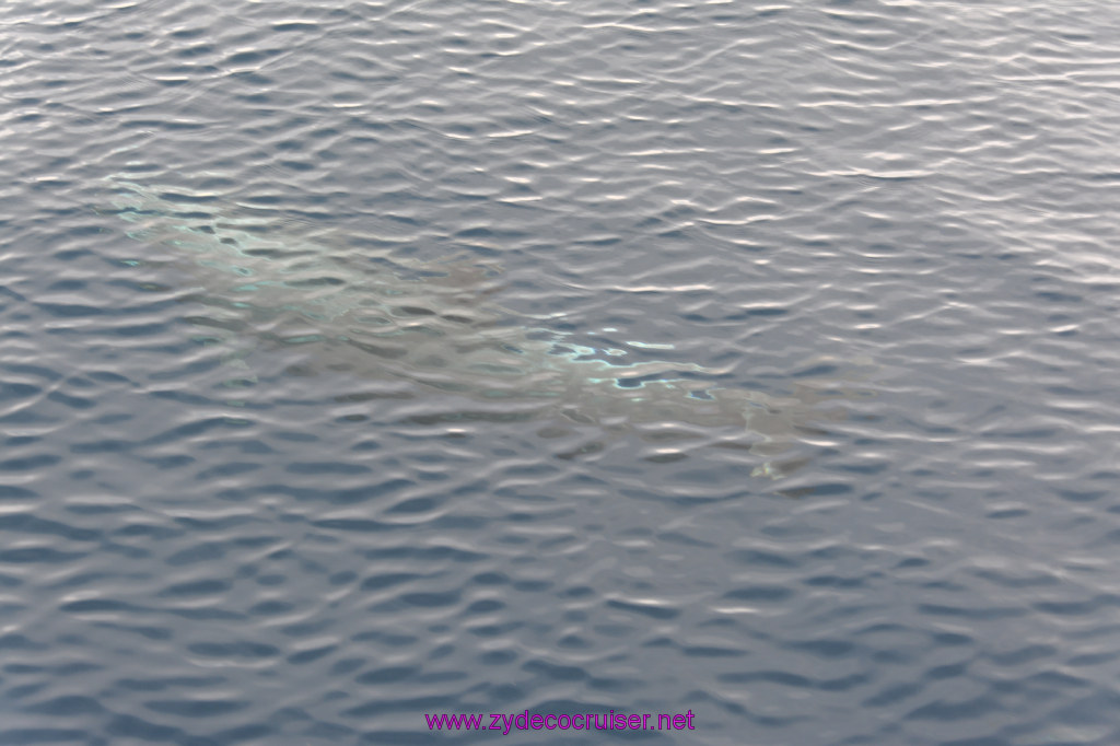 185: Carnival Inspiration, Catalina Island, Coastal Wild Dolphin Adventure, 