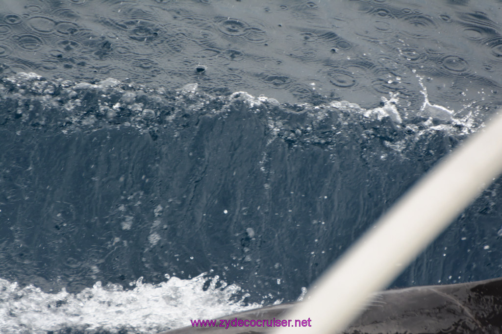 199: Carnival Inspiration, Catalina Island, Coastal Wild Dolphin Adventure, 