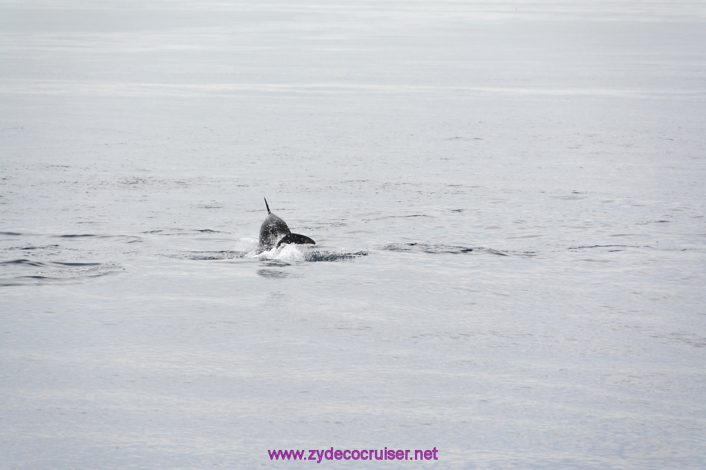 206: Carnival Inspiration, Catalina Island, Coastal Wild Dolphin Adventure, 