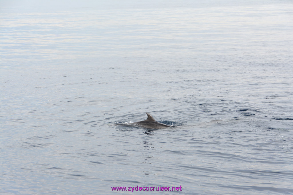 243: Carnival Inspiration, Catalina Island, Coastal Wild Dolphin Adventure, 