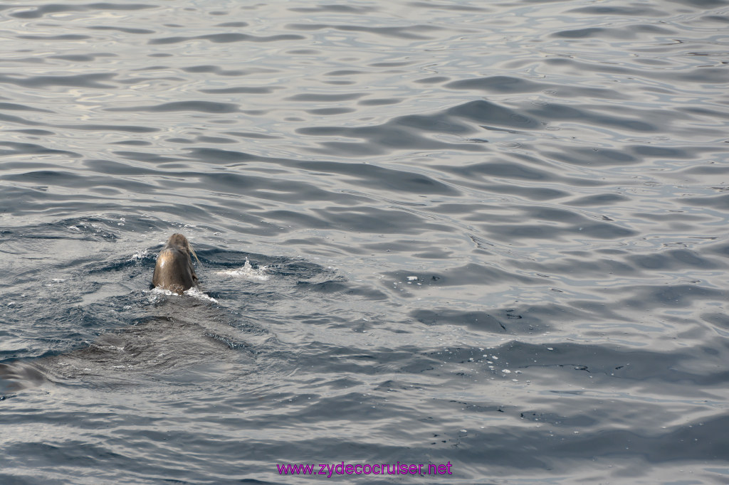 281: Carnival Inspiration, Catalina Island, Coastal Wild Dolphin Adventure, 