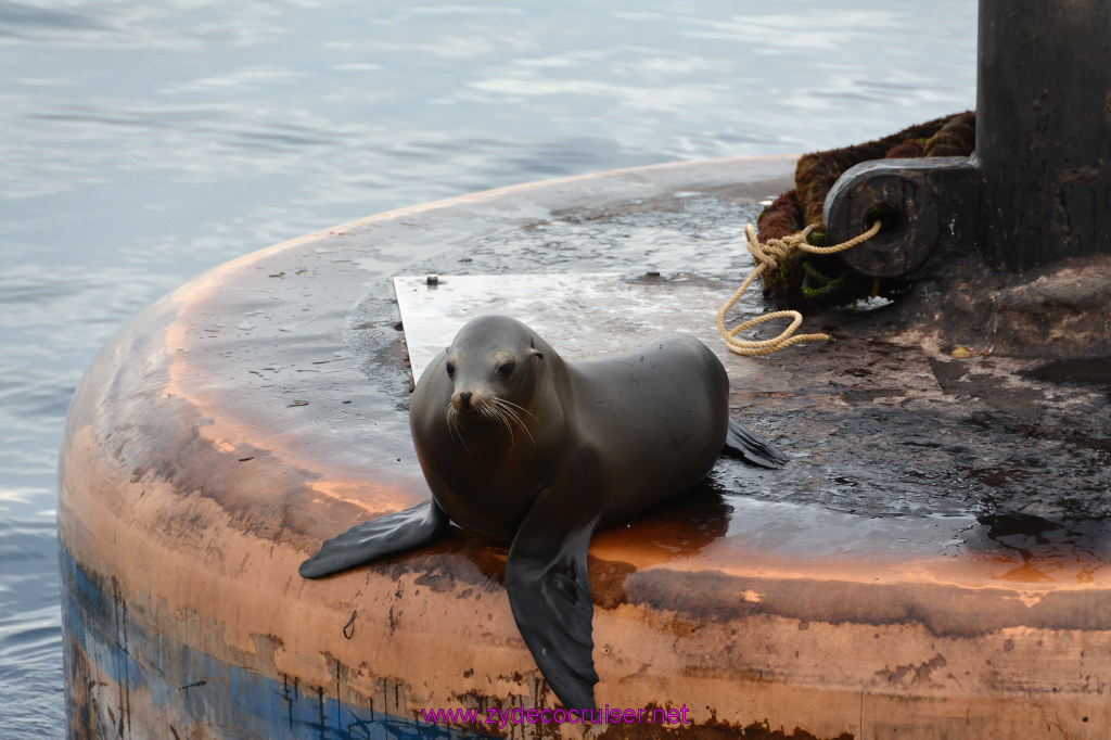 307: Carnival Inspiration, Catalina Island, Coastal Wild Dolphin Adventure, 