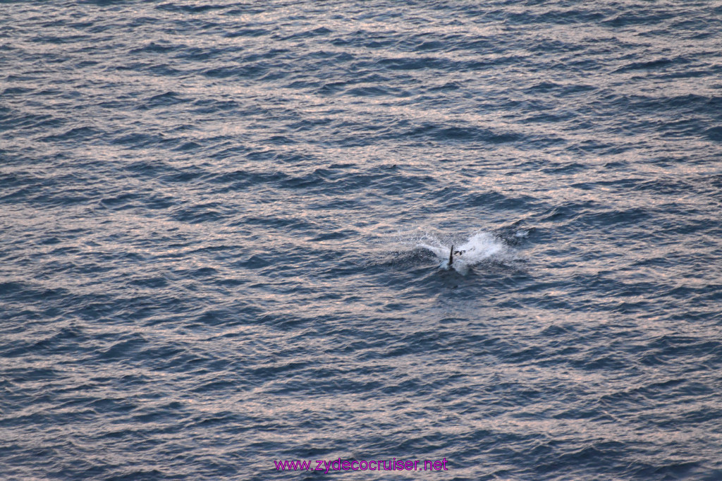 347: Carnival Inspiration, Catalina Island, Wild Dolphins Playing as we sailed away, 
