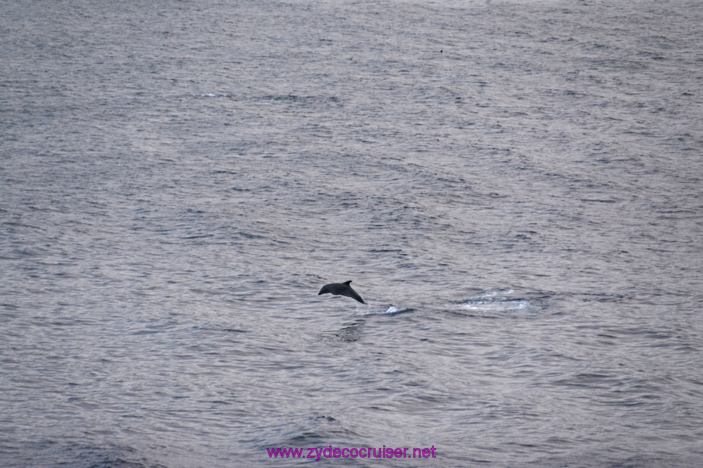 350: Carnival Inspiration, Catalina Island, Wild Dolphins Playing as we sailed away, 