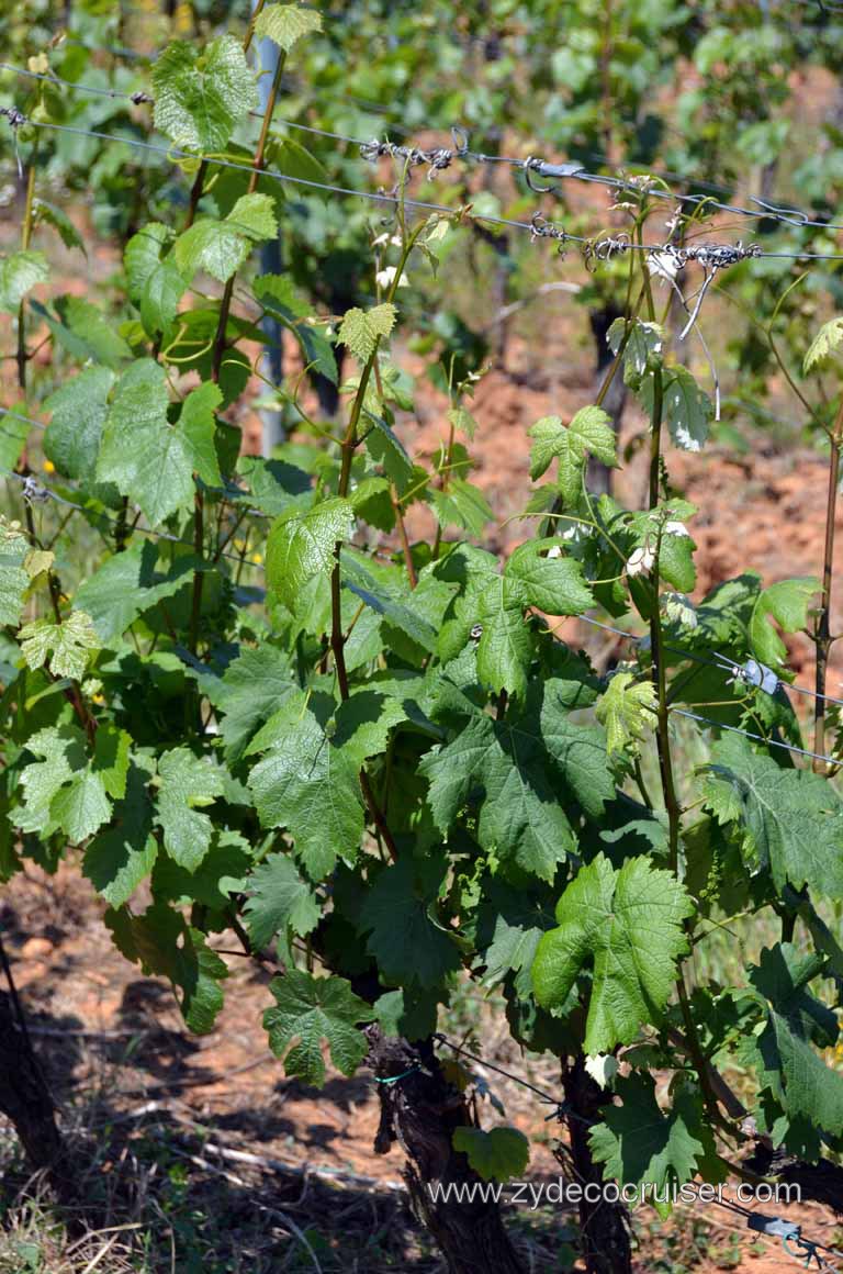 180: Carnival Magic Inaugural Voyage, Livorno, Pisa and Winery Tour, Fattoria il Poggio, Grape Vines