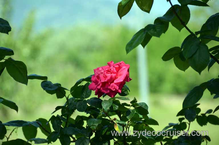 224: Carnival Magic Inaugural Voyage, Livorno, Pisa and Winery Tour, Fattoria il Poggio, 