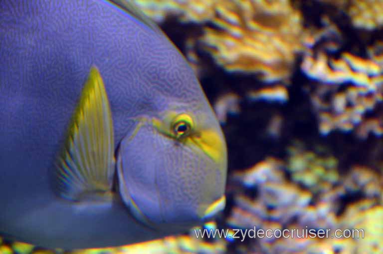204: Carnival Magic Grand Mediterranean Cruise, Monte Carlo, Monaco, Oceanographic Museum and Aquarium