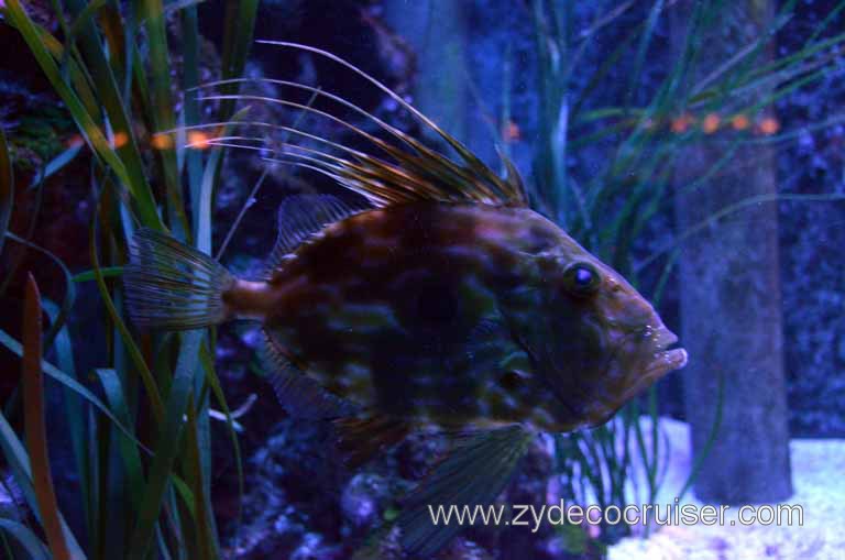 263: Carnival Magic Grand Mediterranean Cruise, Monte Carlo, Monaco, Oceanographic Museum and Aquarium